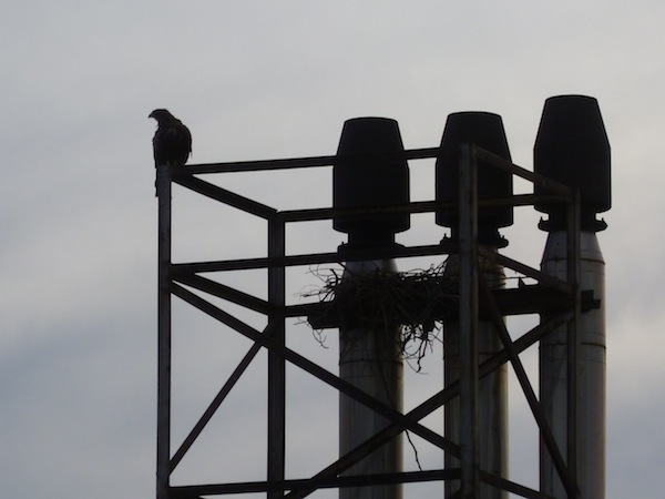 Kites nesting