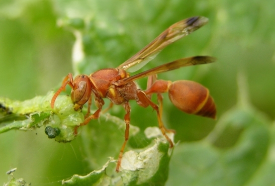 Ropalidia marginata (photo: Wikipedia)